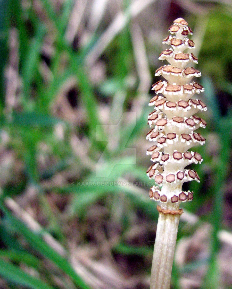 Odd Fungi