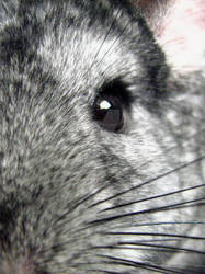 Chinchilla Face