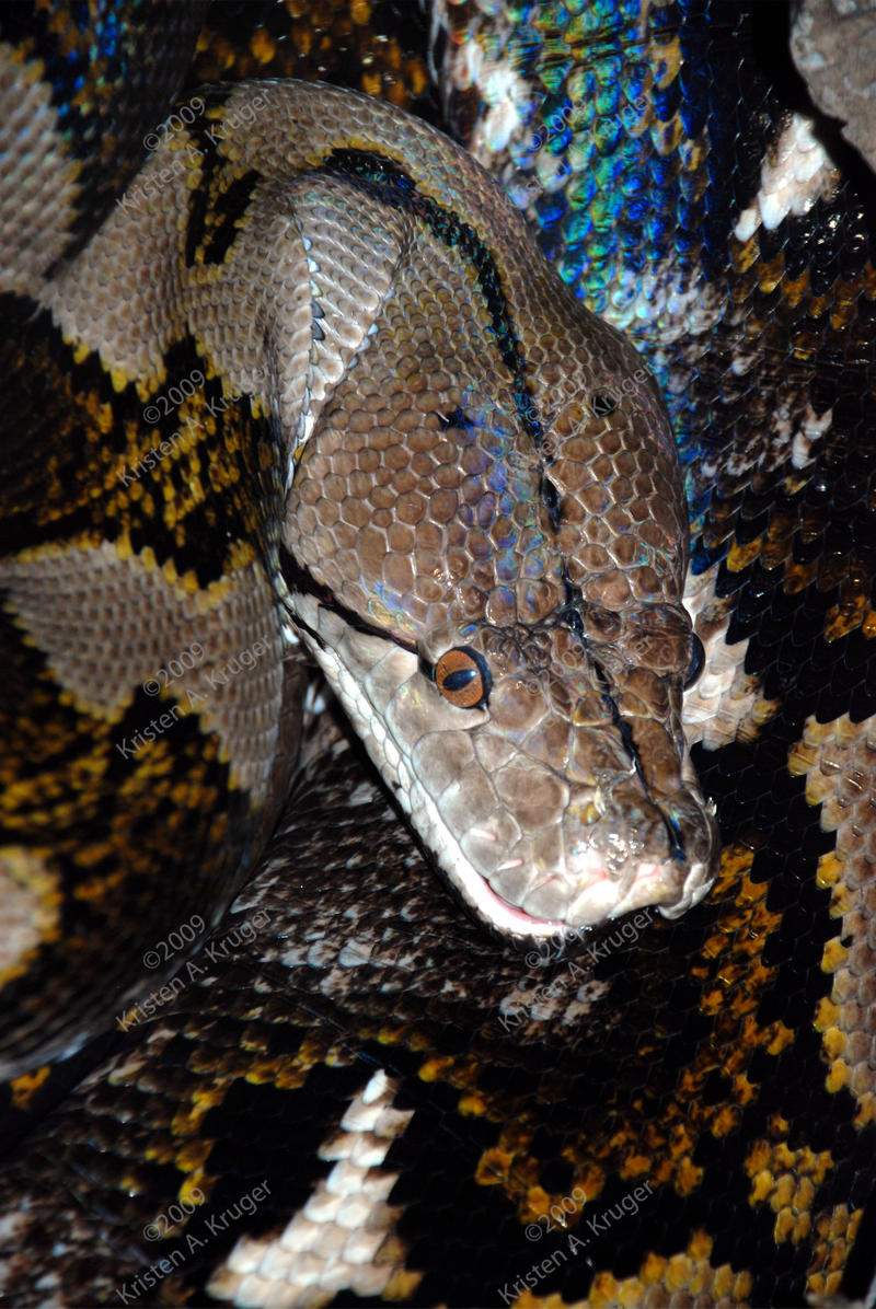 Big Python by KAKruger on DeviantArt