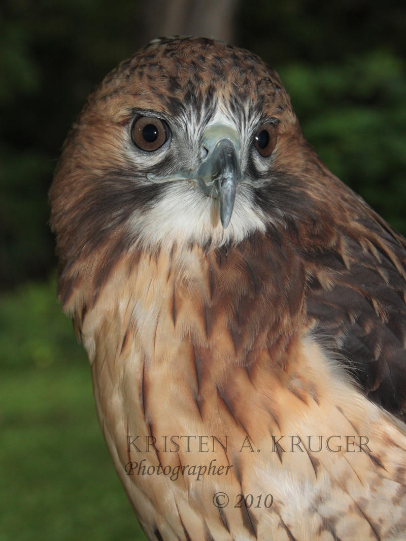 Red Tailed Hawk