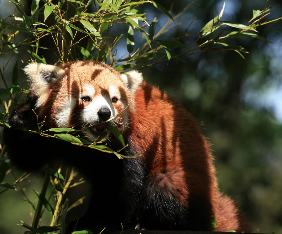Panda roux sur son arbre by MAXFOUF on DeviantArt