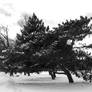 Snow dusted tree