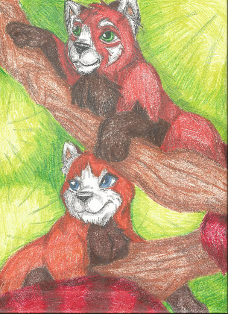 Red Pandas by RainbowRooster on DeviantArt