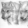 Couple Wolves