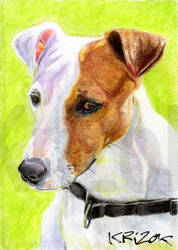 GORRI - Jack Russell