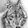 Grey Wolf