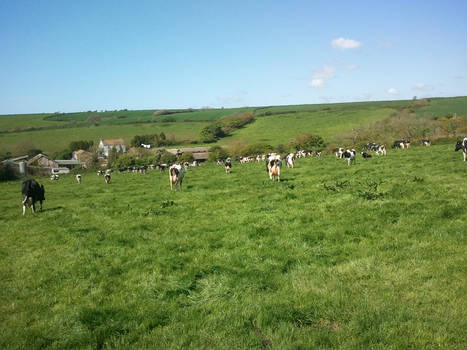 Cornish Dairy cows 3