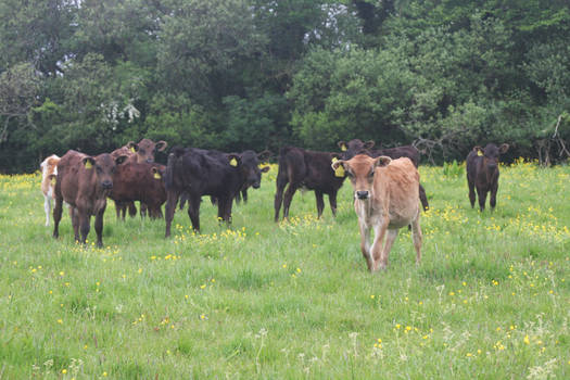 Dairy calves