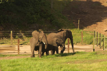 Elephants by SomersetCider