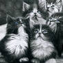 Perser Kittens
