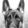 German Shepherd Portrait