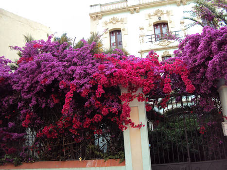 MISTERIOUS HOUSE WITH FLOWERS