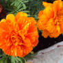 ORANGE FLOWERS