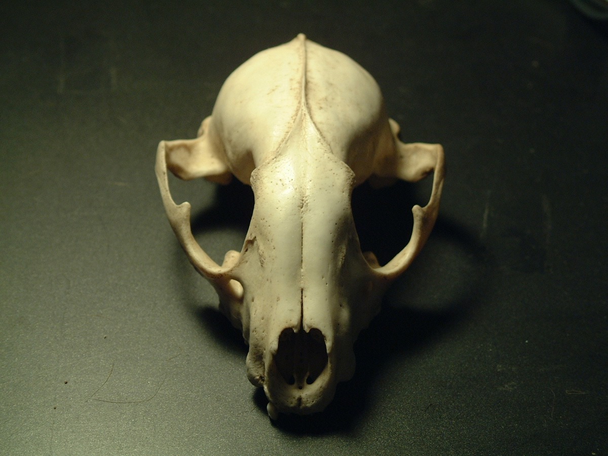 Animal Skull 1 by mrbobafett on DeviantArt Animal Skull 1 by mrbobafett on DeviantArt
