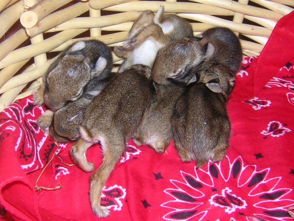 Wild Baby Bunnies