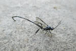 Pelecinid Wasp (Stock) by digitalbird06