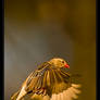 Redbilled Quelea Flight