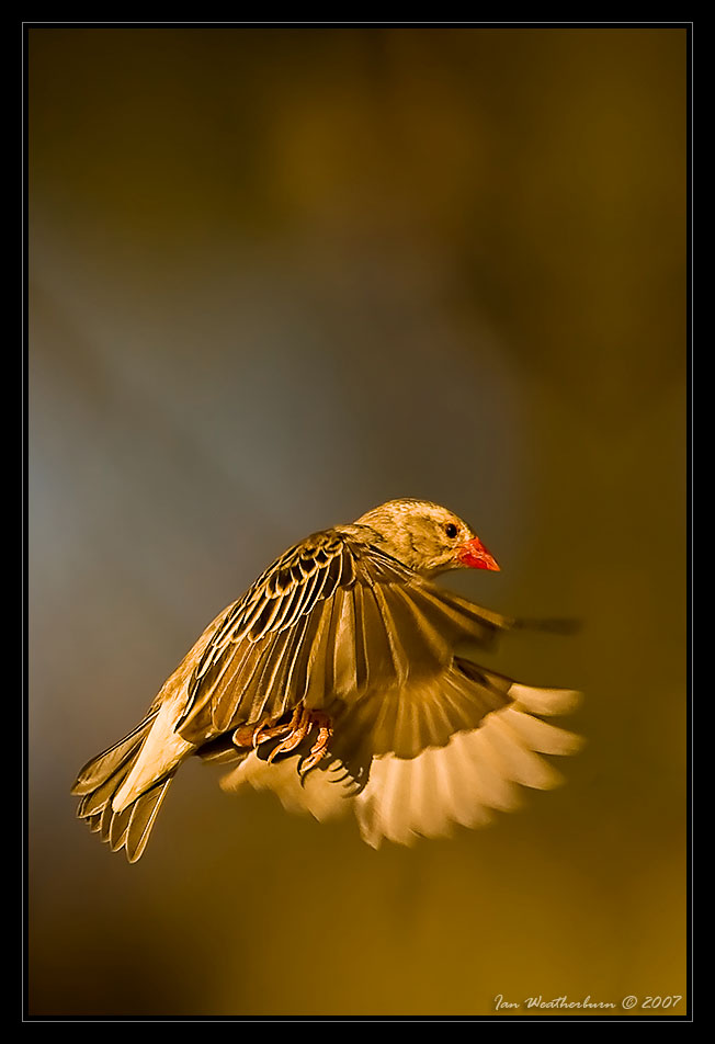 Redbilled Quelea Flight