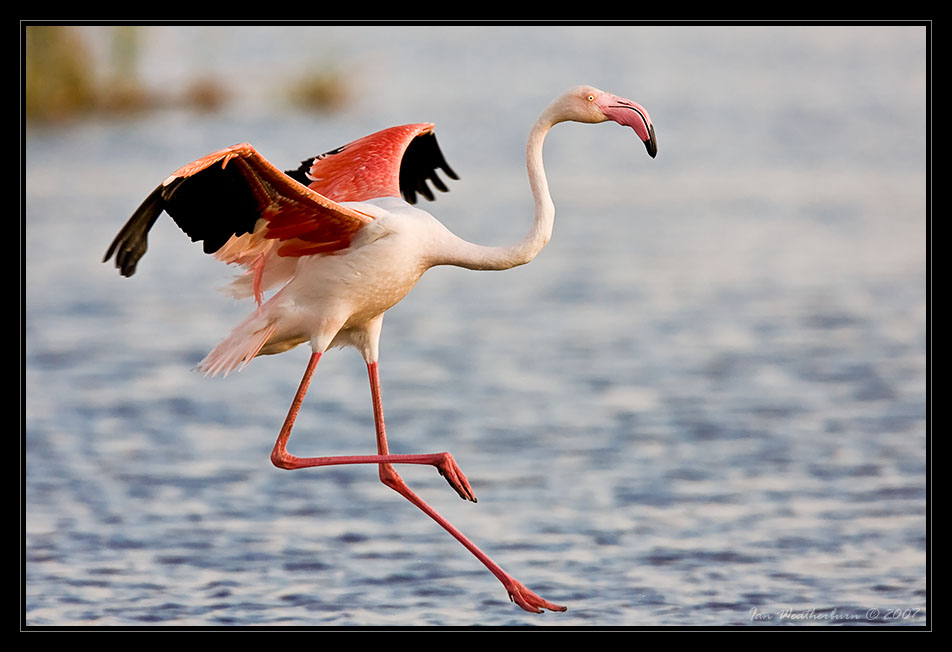 Flamingo Landing