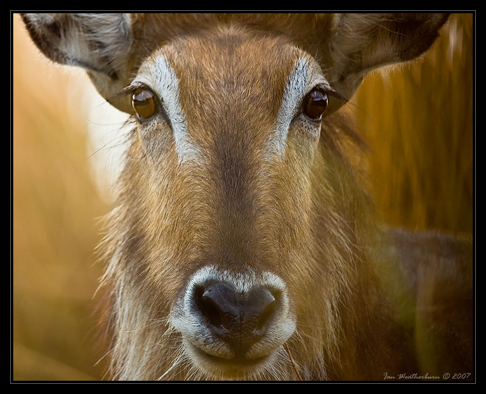 Waterbuck Sunrise