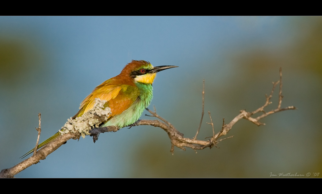 European Bee-Eater