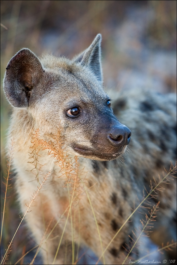 Hyaena Portrait