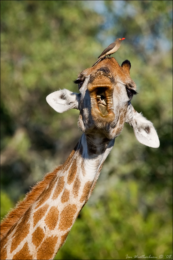 Giraffe and Bone