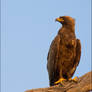 Wahlberg Eagle Portrait