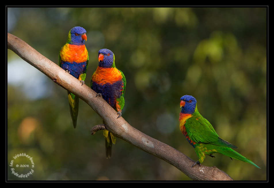 Pete the Lorikeet