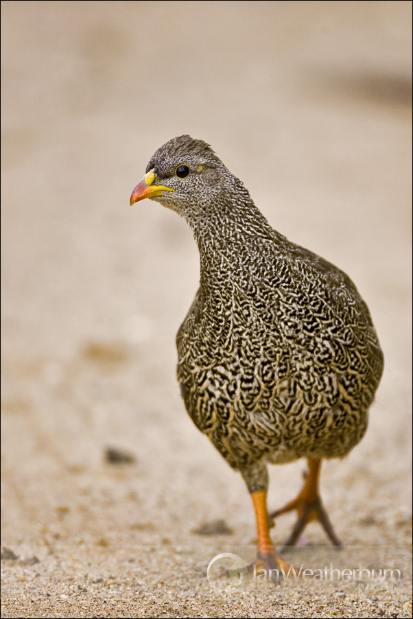 Natal Francolin