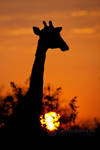 Giraffe Sunrise by MrStickman