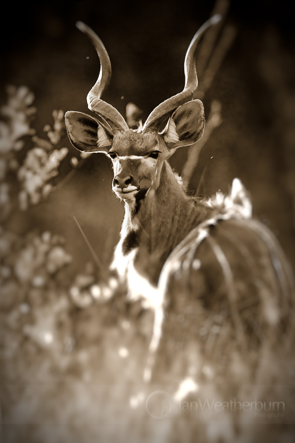 Backlit Kudu