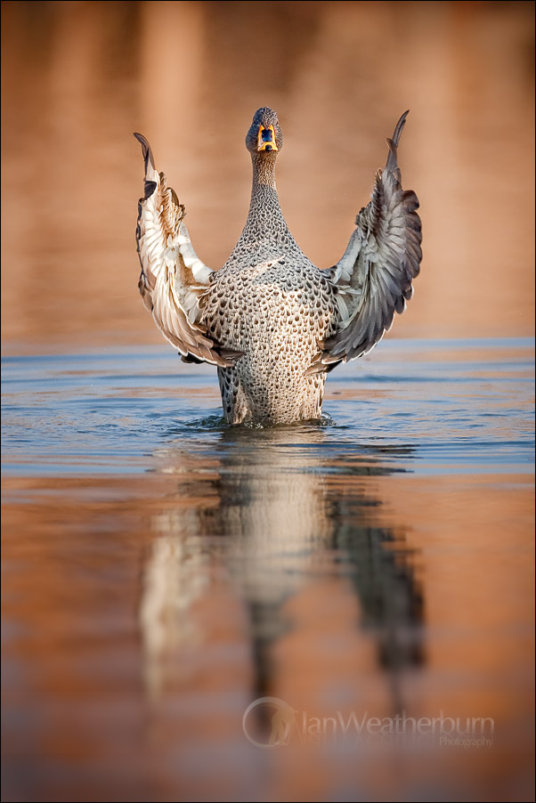 In A Flap