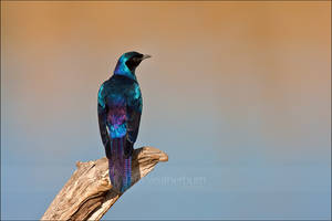 Starling on a Log