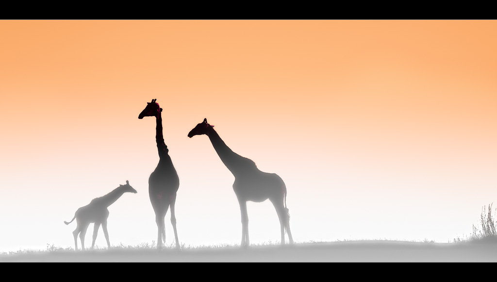 Giraffes at Dawn