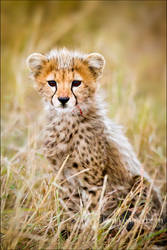 Cheetah Cub Kill