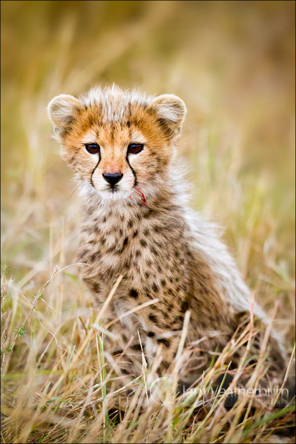 Cheetah Cub Kill by MrStickman