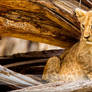 Marsh Pride Cub on Log