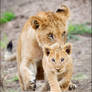 Lion Cub Walking