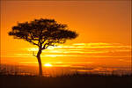 Mara Tree Sunrise by MrStickman