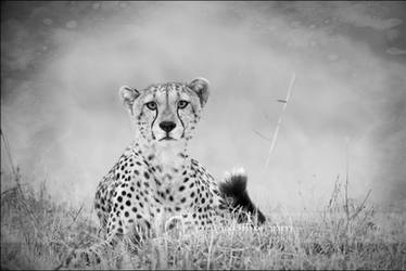 Cheetah Portrait