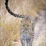 Leopard Stroll