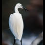 Little Egret