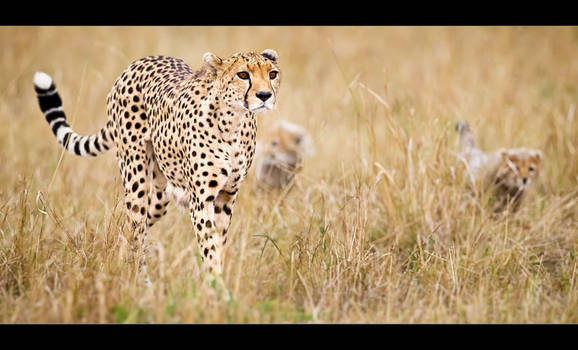 Cheetahs in Training