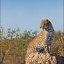 Kuhanya on a Termite Mound