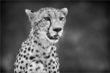 Cheetah overlooks Mara Plains