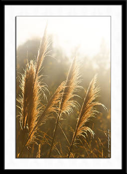 Pampas Grass