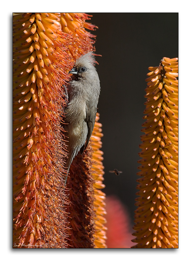 Speckled Mousebird