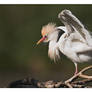 Breeding Egret