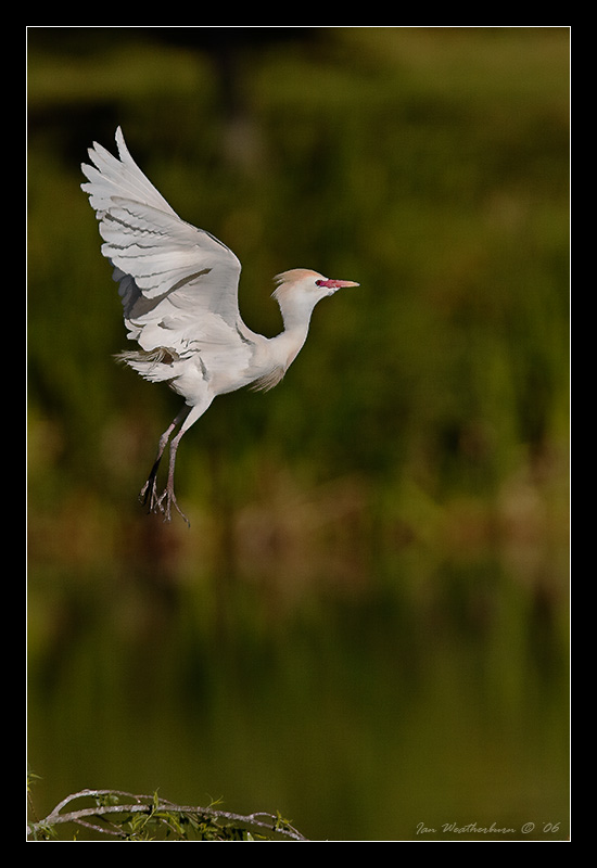 Egret in Flight